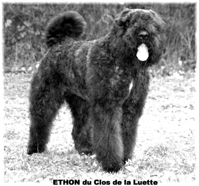 Bouvier des flandres  du CLOS DE LA LUETTE - COPYRIGHT DEPOSE